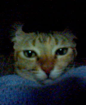 kitty - with her ears folded like a scottish fold