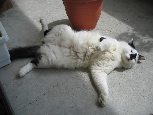 baobei - suntanning himself right after snacking on plants
