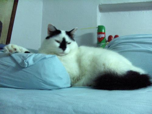 baobei - baobei in his full glory, lying on my bed with his head on my pillow