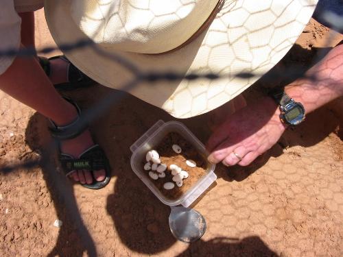 Bearded Dragon Eggs.  - Bearded dragon eggs laid in my natural enclosure out back.