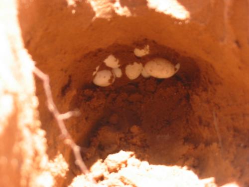 Bearded Dragon Eggs. - The first uncovering of the bearded dragon eggs. They were around a foot underneath the earth in the enclosure.