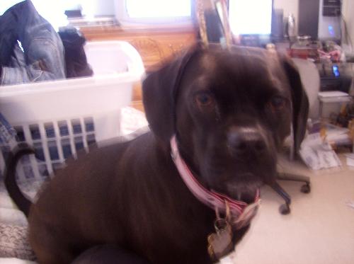 Cutest Puggle Ever - Yes she is a Black and Silver Puggle, which I think is the cutest kind!!