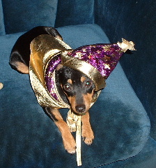 Radar wearing his magic hat and cape!  - Radar celebrating his first Halloween. He is now 5 yrs old. He has a tribute slide show on youtube. 