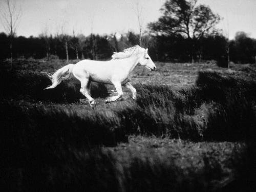 White Horse - gamila