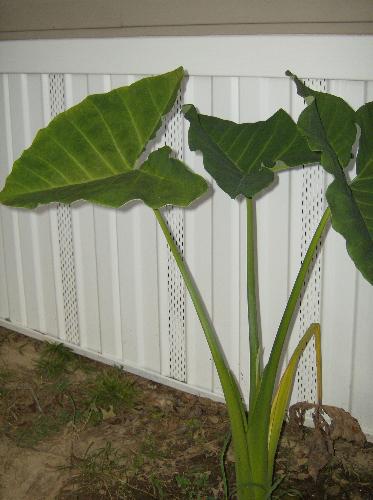 my elephant ears - when they first got started lol!