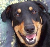 Raven - Our 4 year old rescue dog
