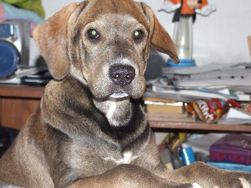 Kinsa&#039;s Close-Up -  This is my puppy Kinsa. She is a sweet puppy we affectionately nicknamed "Moose".