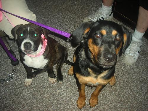 Roxie next to Mocha - Roxie is my 10 mo rottie/lab.