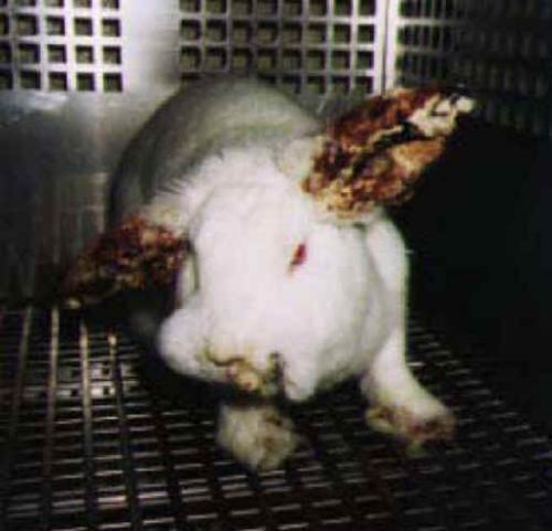 Image Of A Rabbit Being Tested For Cosmetics  - image of animal tested rabbit