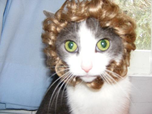 Baby Cat Wearing a Wiglet - This is Baby. She is modeling her wig. It is actually a 'hair' hair tie my daughter uses when she wants to wear her thin straight hair up and curly. It looks good on Baby. I don't think she wants one of her own, though.