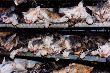 The Fate Of Cats After Testing - images of cats used for animal testing