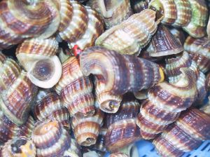 siput sedut - this is the most popular snail in malysia. we eat it...