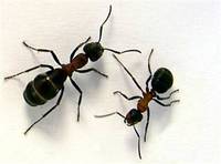 ants  - crawling 