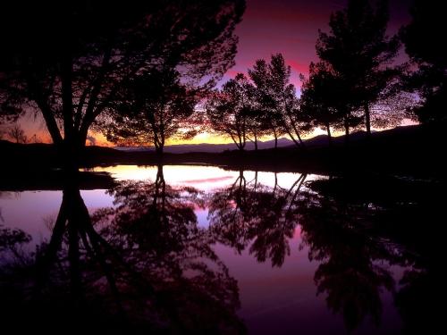 trees - i like it~!