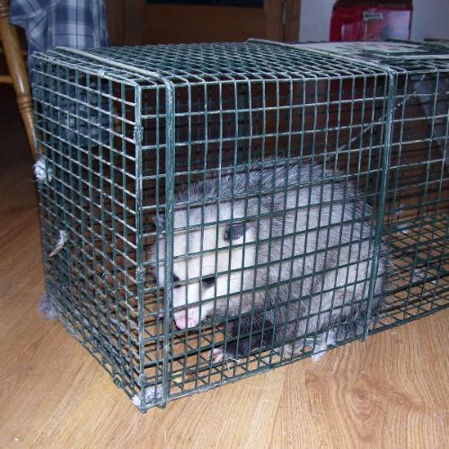 Opossum  - this opossum was caught in a live trap and brought into the house for grandchildren to see up close. This is not recommended as opossums can be very dangerous with long sharp nails and teeth plus they are known to carry germs and desease.
