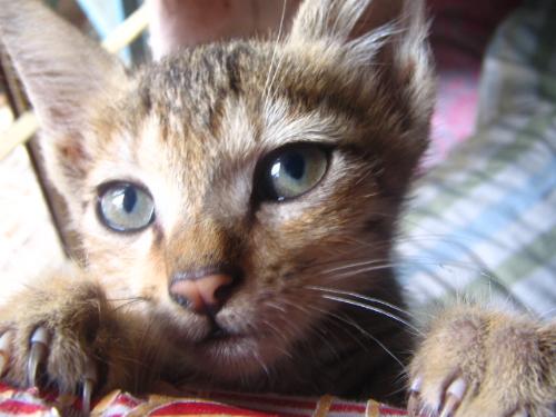 Cats - cats are so lovable that its fun to watch them play and all. I love cats , do you?