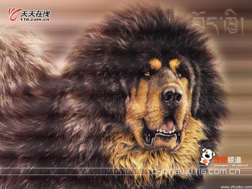 my dog - T like it very much
