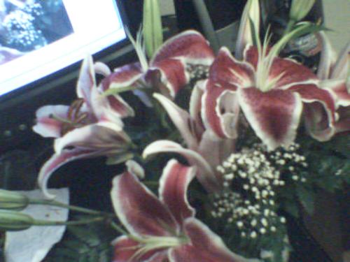 Stargazer Lillies - A very nice Valentine Gift I received...