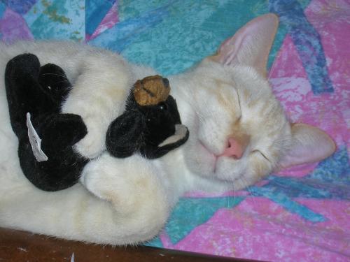 Khuay with his teddy bear - This cat is so laid back and so easy to pose. He is a very sound sleeper and it was easy to put the teddy bear between his paws. His brother is almost as easy to photograph. I got the pair at Wal Mart in California...I am so glad that I grabbed them and brought them home, they are real characters!