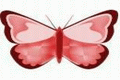 Butterfly - Small Butterfly