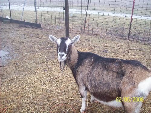 Sugarbug - Sugarbug is pushing 17 years old and is a huge sweetheart.