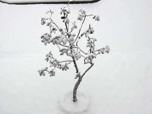 snow tree - under heavy snow, all things become strange and beautiful. this is a tree in my campus. i catch it. i think it like a lonely girl.