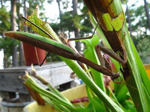 Praying Mantis - This praying mantis was enjoying itself on the underneath of some pitcher plants my son has been growing. hope it just is eating some aphids or something and won&#039;t venture for a nearby drink out of the pitcher!