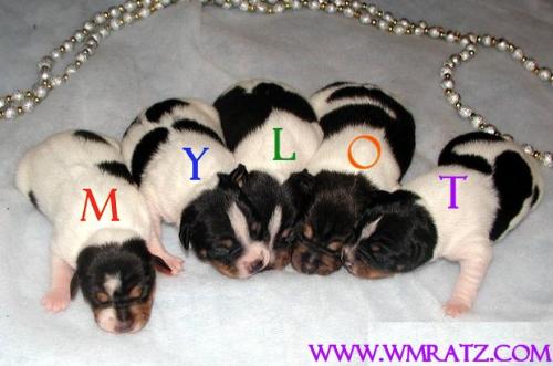 MyLot Rat Terriers - Annabel & Brutus puppies born late 2007. They are such a fun bunch and this pic was fun, I thought it would be neat to turn into a mylot sign.