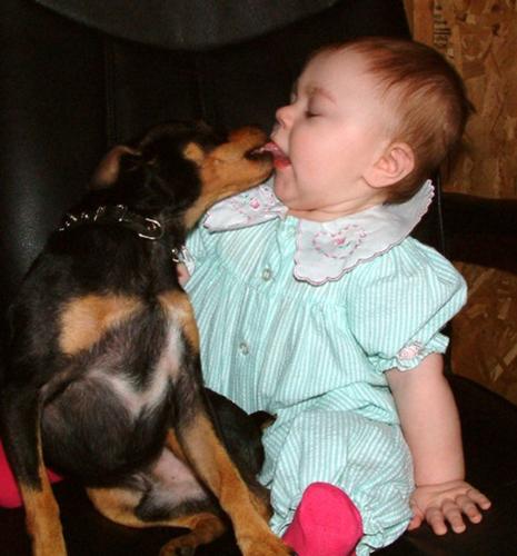 Rat Terriers Love Babies - Vote Radar for president, he kisses babies. He MUST be a good leader.