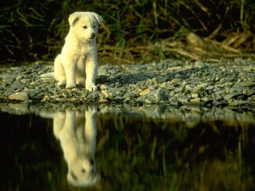 dog dog - dog dog