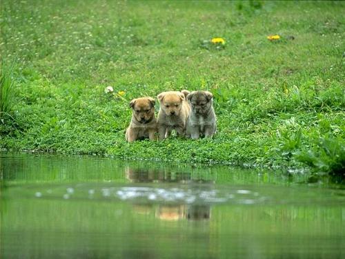 three dogs dogs - three dogs in front of river