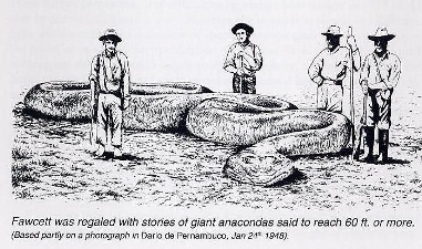 Picture of a Giant Anaconda - The Giant Anaconda is said to be proliferating in the United States in some areas.