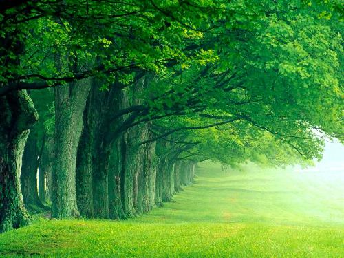 green - green trees in the morning