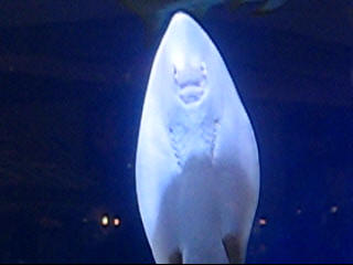 Stingray - Took this at the Eastwood Mall in Niles, OH