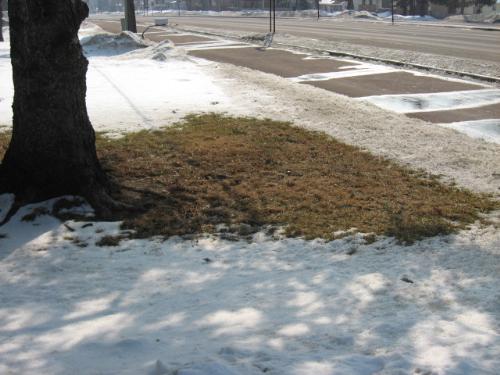 Early Meltdown - brown grass, and brown snow Early Meltdown - brown grass, and brown snow