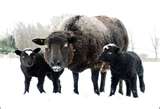 black sheep - We all have one or two in our families