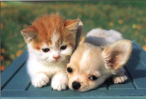 kitten - cute kitten and puppy