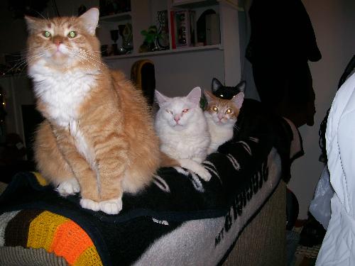 My Boys - These are my four male cats