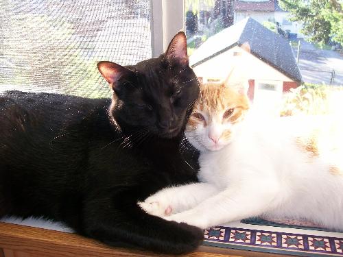 Milton And Doyle - two of my cats