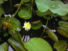 lotus - a public park, full of lotus