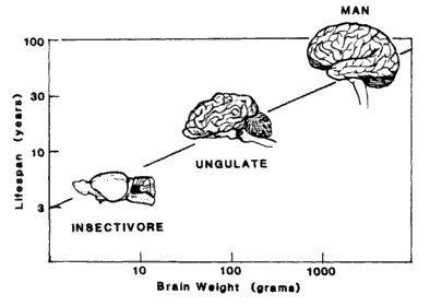 brain - brain vs brain