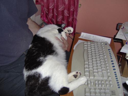 Felix - This is my cat Felix typically stopping me from using the computer by lying on my arm.