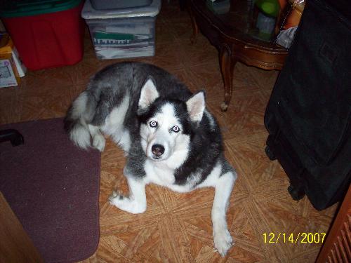 Our Siberian Husky - The dog that's supposed to be a Malamute!