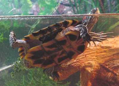 red ear - red ear slider turtle