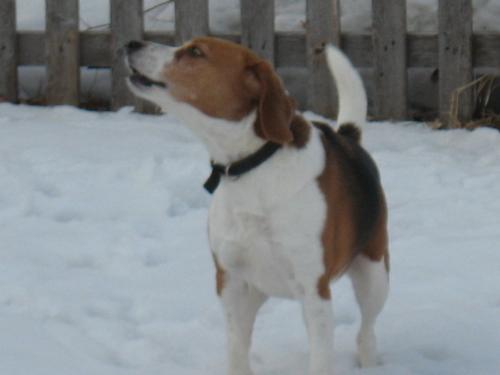 Ahhh I smell someone! - At the start of his 5 minutes of howling.