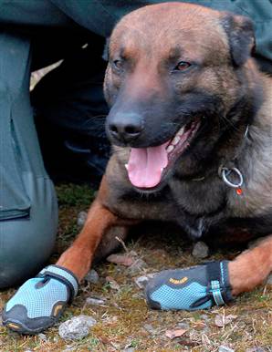 Police Dog - One of Germany&#039;s police dogs wearing the booties.