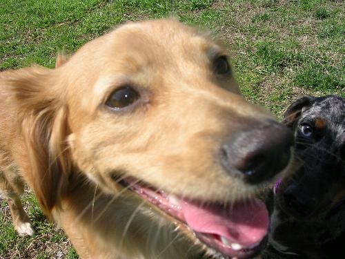 hannah - hannah bo-nana, thats what we call her! dog park 03/02/08