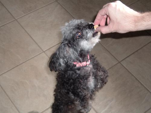 My dog begging for food. - This is my dog Tori. She is jumping up for this treat. She wanted this treat really badly!