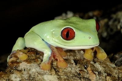 red eyed tree frog - In this photo released by the Wildlife Conservation Society, a red eyed tree frog clings to a limb at the Prospect Park Zoo in New York, Friday, Feb. 29, 2008. Throughout the weekend and kicking off Friday, Feb. 29 with 'Leap Day,' Wildlife Conservation Society facilities at the Bronx Zoo, Central Park and Prospect Park Zoos will be asking visitors to become aware of the plight of amphibians like the red eyed tree frog, which are in decline