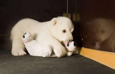 polar bear cub - A handout picture shows polar bear cub Flocke (Snowflake) at the zoo in Nuremberg February 21, 2008. Flocke was separated from her mother Vera after officials at the Nuremberg zoo became concerned she might harm the cub. Now four keepers at the zoo are taking care of the cub, who needs milk every three hours. Picture taken February 21, 2008